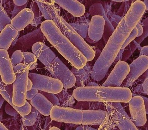 山羊的消化时间,山羊消化不良的症状