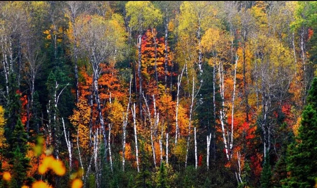 散文：汾阳的九月