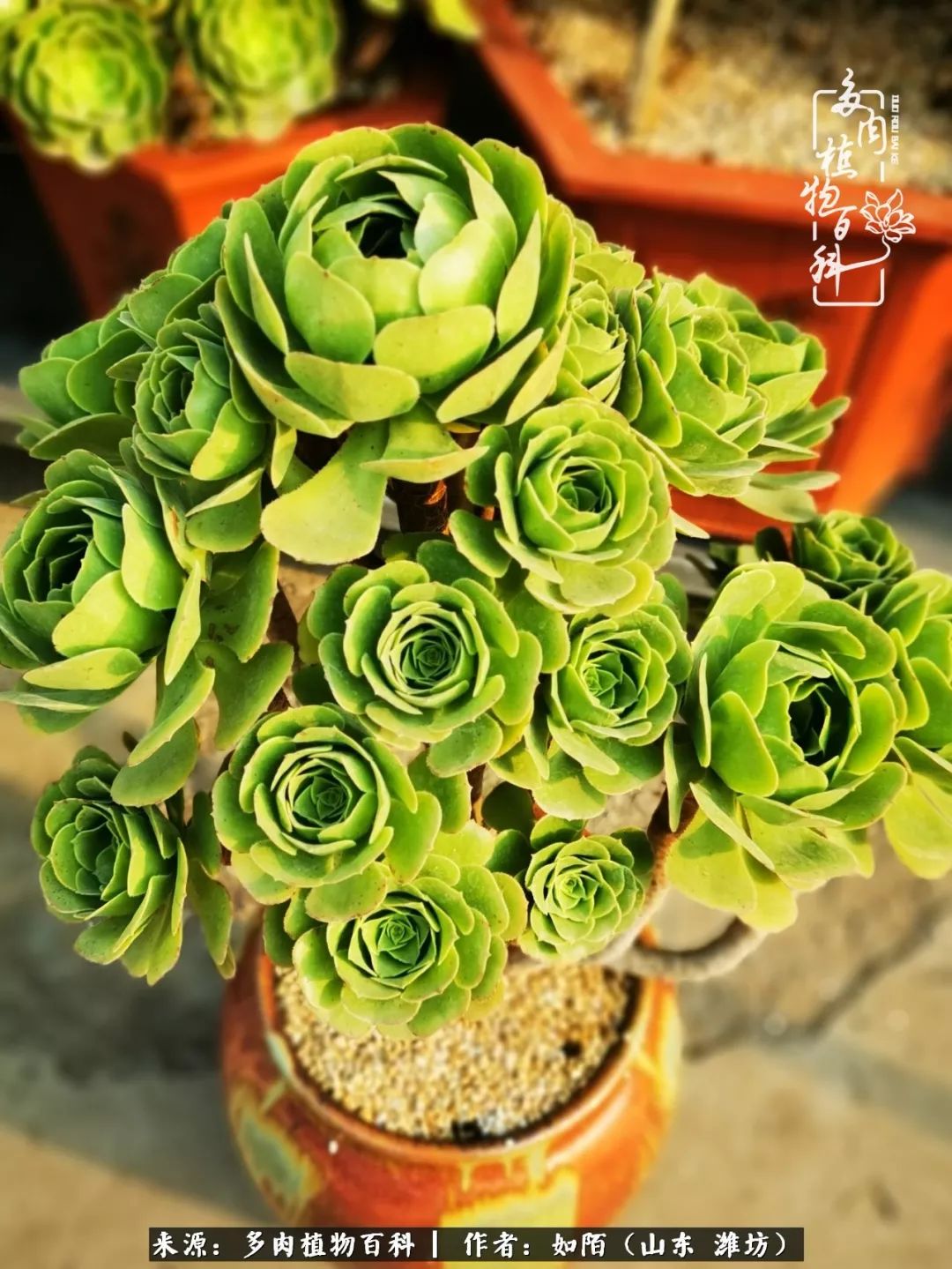 凤凰涅槃,浴火重生!多肉法师圣斗士们的秋天!(附养护经验)