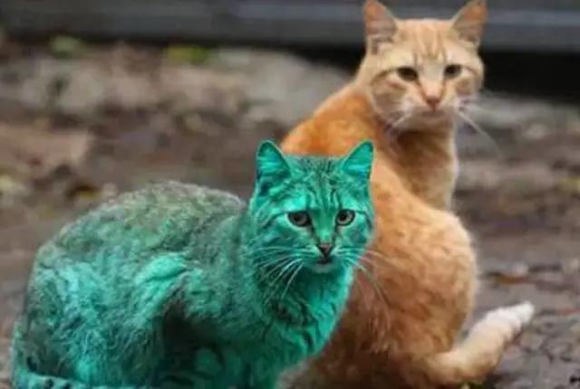 全球罕见足球猫冲上热搜,网友:指定染色!结果......哈哈哈哈