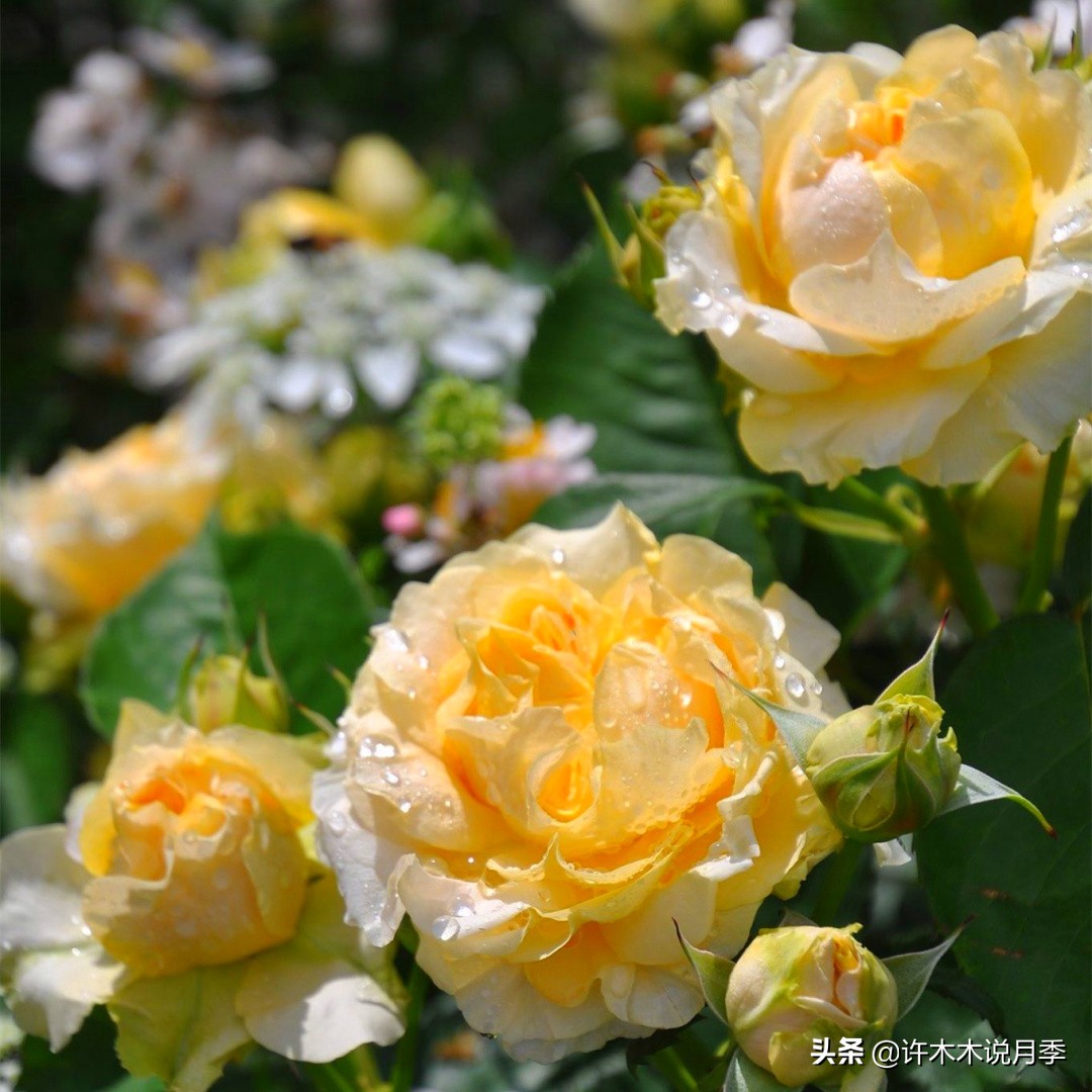 新手月季种植手册,牢记这6点,不死苗、开花多。新手收藏备用