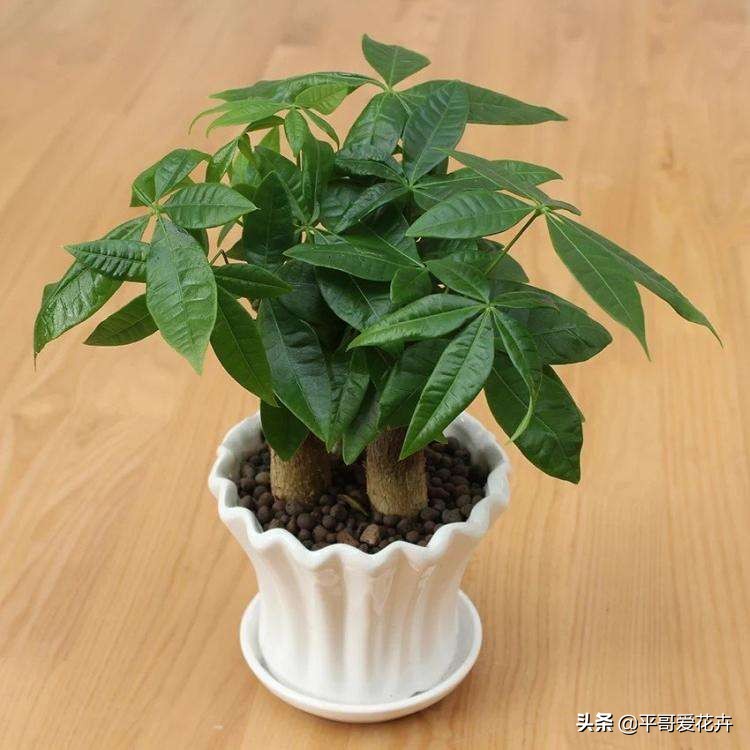 快死的发财树如何救活,如何拯救快死的发财树