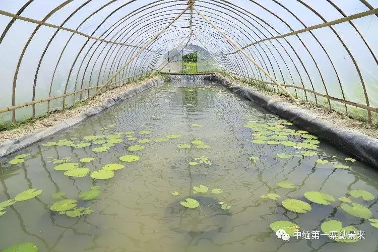 泰国顶级睡莲博士Dr.Nopchai版纳行,被勐景来圈粉