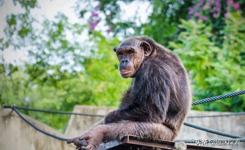 人类*亲近**存在阴茎骨，为何人类却褪去了，祖先经历了什么？