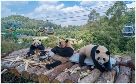 2021国庆节广州长隆野生动物门票,广州长隆野生动物世界门票攻略