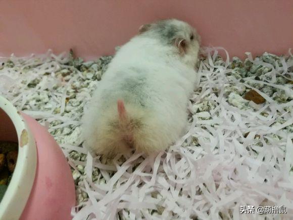 仓鼠怀孕注意事项和禁忌,仓鼠怀孕后一定要分开养吗