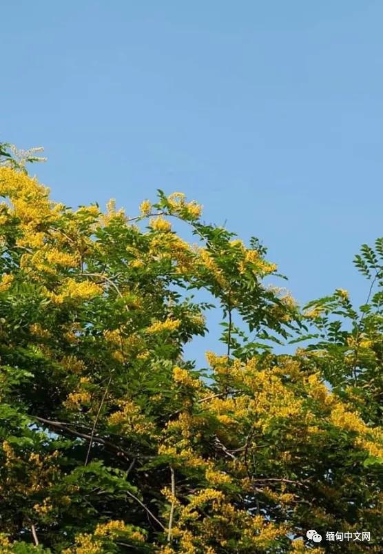 紫檀花开独一无二,紫檀花开了视频