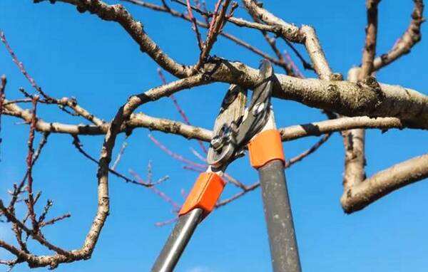 果树怎么修剪正确,果树戴帽修剪和不戴帽修剪