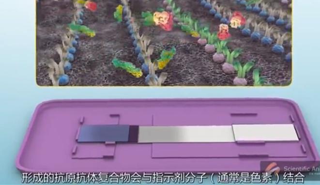 早孕试纸原理和孕酮有关系吗,早孕试纸的原理是什么