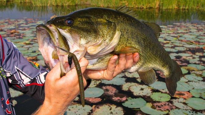 路亚怎么让饵落水轻,路亚如何钓软虫