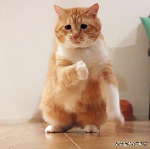 猫咪超过三天不吃东西——小心有疾病潜伏