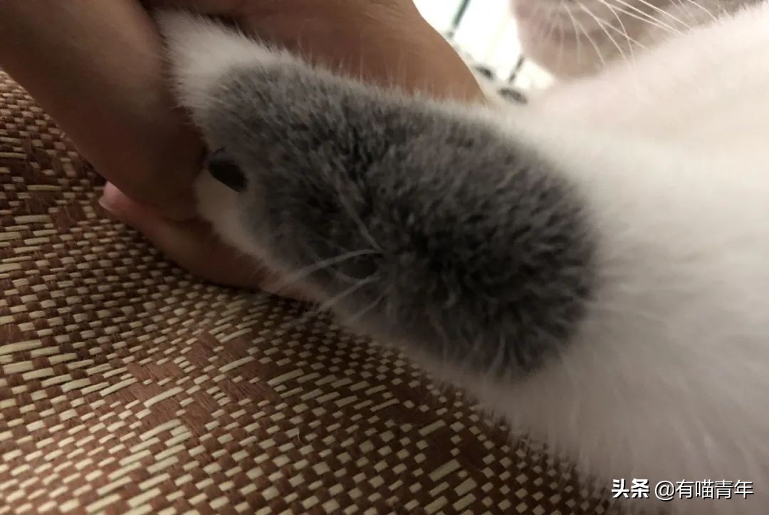 猫一天放了好几个臭屁,猫咪放的屁巨臭怎么回事