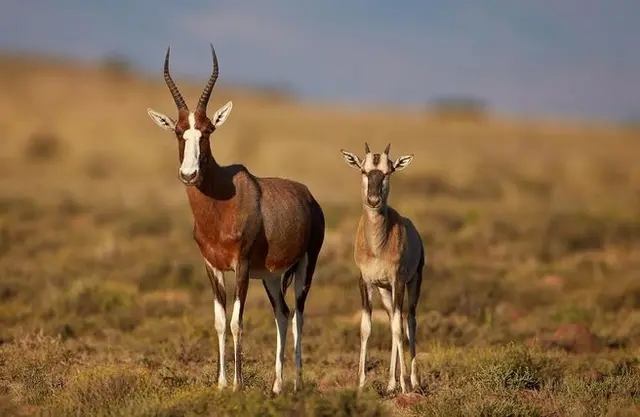 非洲牛科,物种繁多,来认识一下非洲大陆的各种羚羊吧