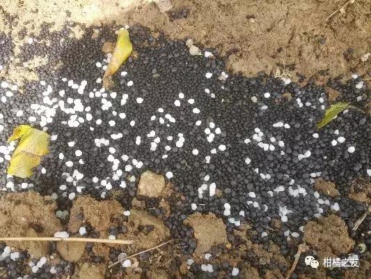 果树施肥要解决四大问题,果树施肥的最佳位置和施肥方式