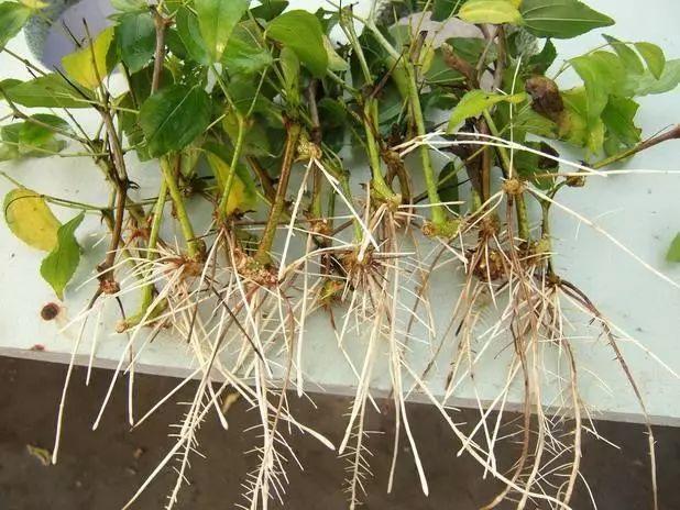 刚移栽的花需要泡水吗,新移栽的花多久可以晒太阳