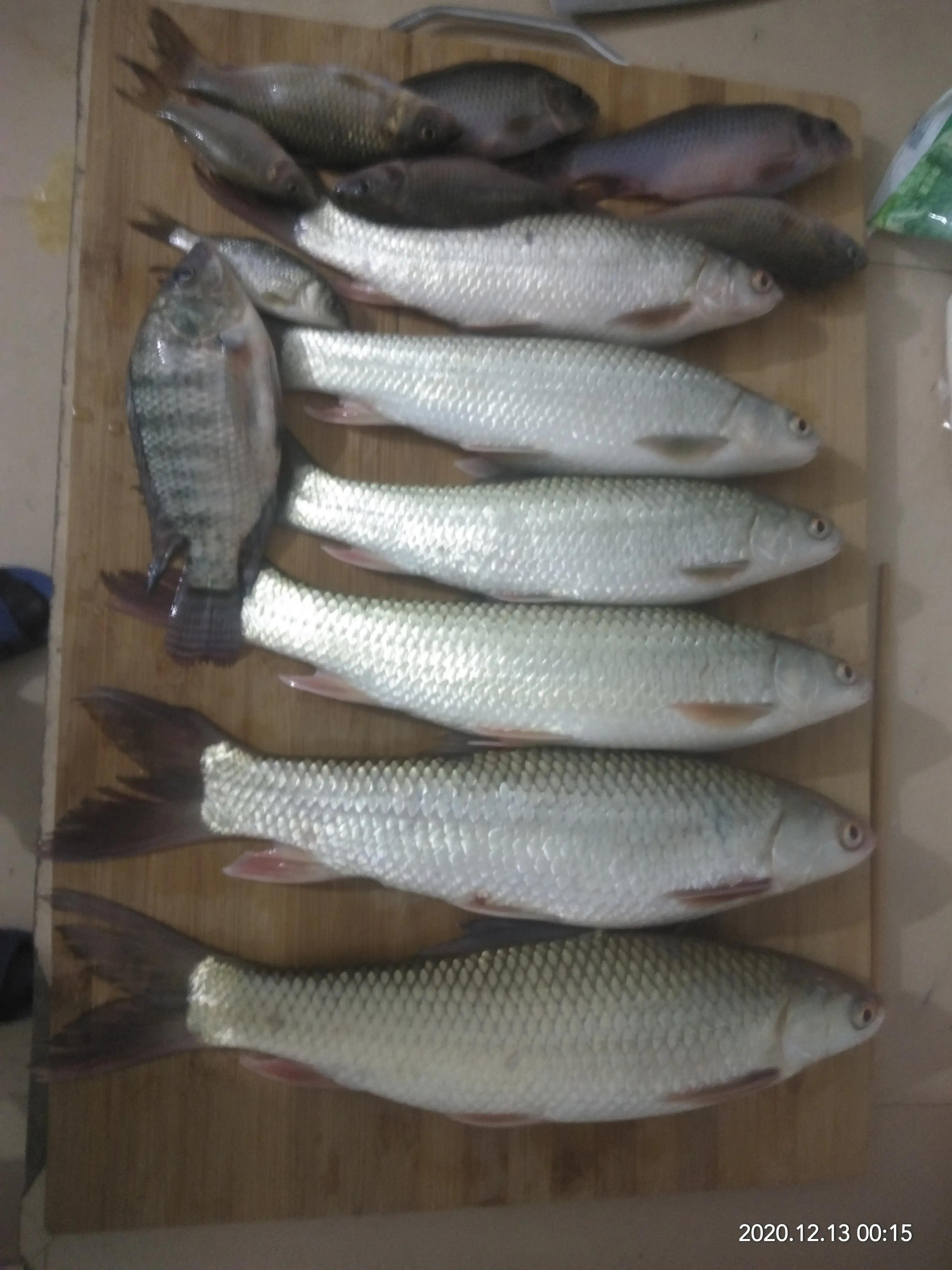 3米6鱼竿选择,第一根鱼竿选择