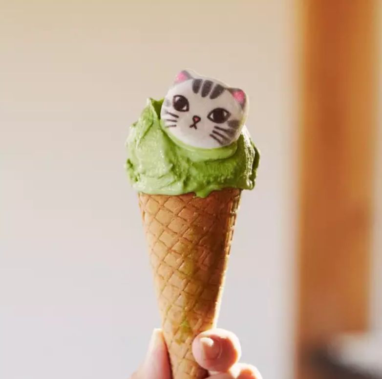 360度“云吸猫”？日本这家猫咪商店简直爱了