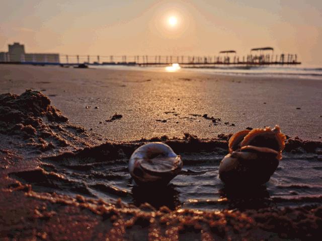 挖蛤拾贝，秦皇岛赶海这份指南可收好了！