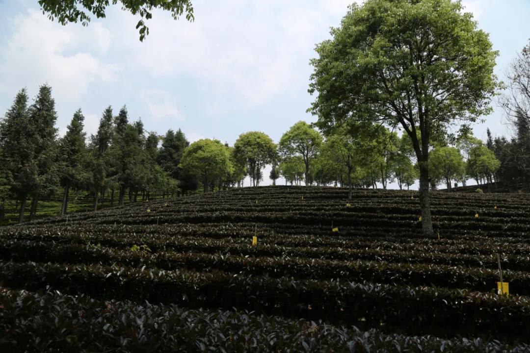 庆沣祥七彩云南普洱,庆沣祥七彩云南名门普洱