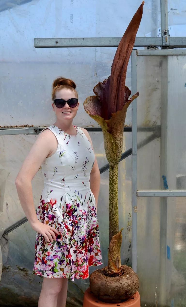 魔芋有哪些减肥产品,魔芋减肥食品排行榜