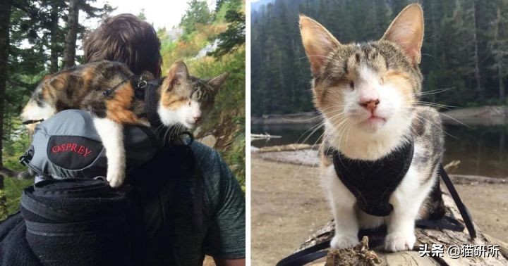 失明猫咪康复治疗,失明猫咪怎么照顾