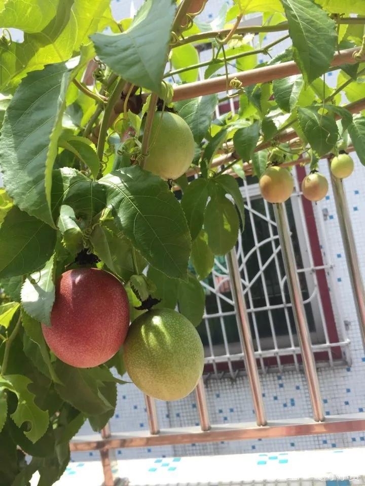 一根枝插土里就能成活的果树,大树枝直接插土里能活吗