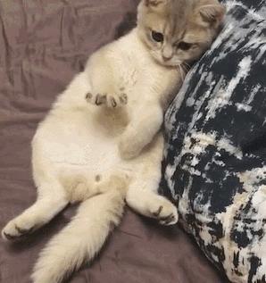 猫抓伤的地方痒,我被猫抓伤了怎么办