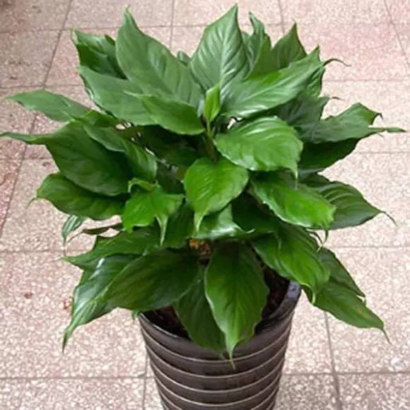 养花如何不把花养死,养花老是养死