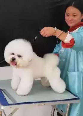 宠物店如何一年内赚到100万,宠物店如何业绩翻倍