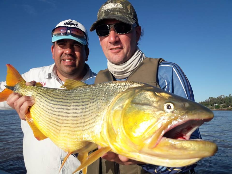 南美洲亚马逊黄金河虎,南美黄金河虎鱼