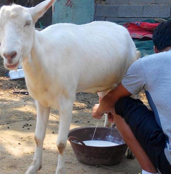防治牛羊乳房炎的有效策略分析