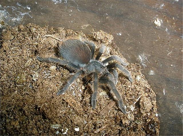 在野外奇形怪状的蜘蛛,各种宠物蜘蛛图片