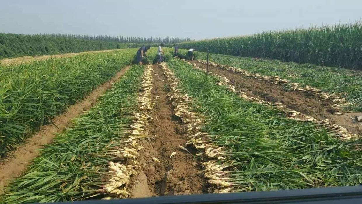 生姜种植的方法和步骤,生姜种植的方法可简单了