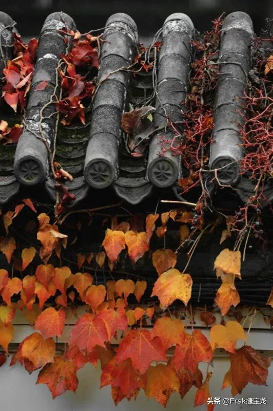 纯情的红叶……爬山虎