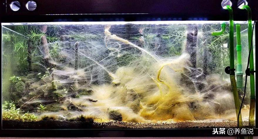 鱼缸水质浑浊加硝化细菌可以吗,鱼缸的水浑浊没有硝化细菌怎么办