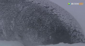 炸裂9.9，BBC再出神片，美得让人脸红