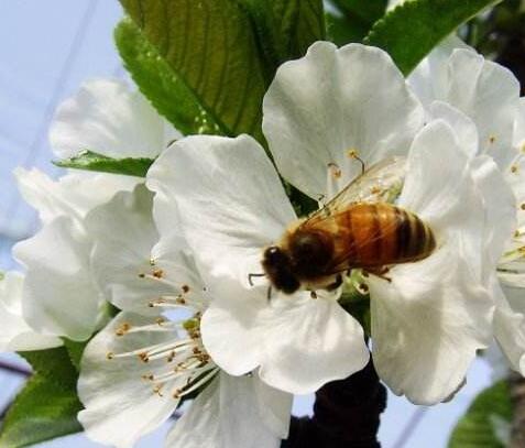 李子树上有干花是什么原因,李子树上挂瓶子