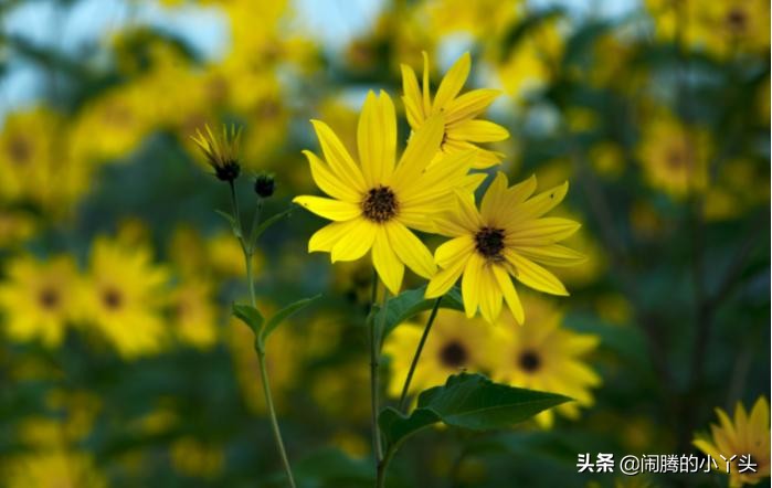 菊芋花开金灿烂,洋姜高洁清雅语