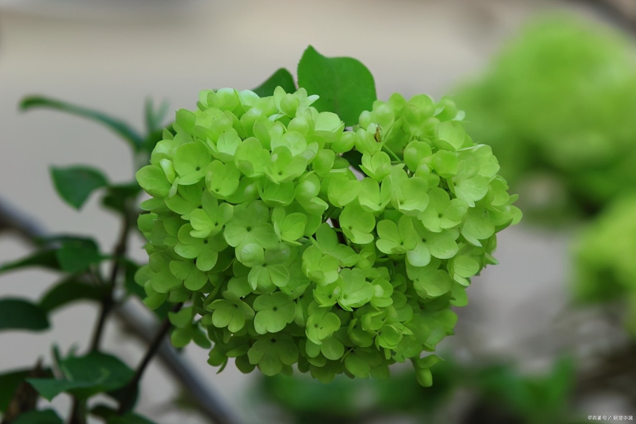 绣球花叶子发黄是怎么回事,绣球花施肥后生长停滞叶片发黄