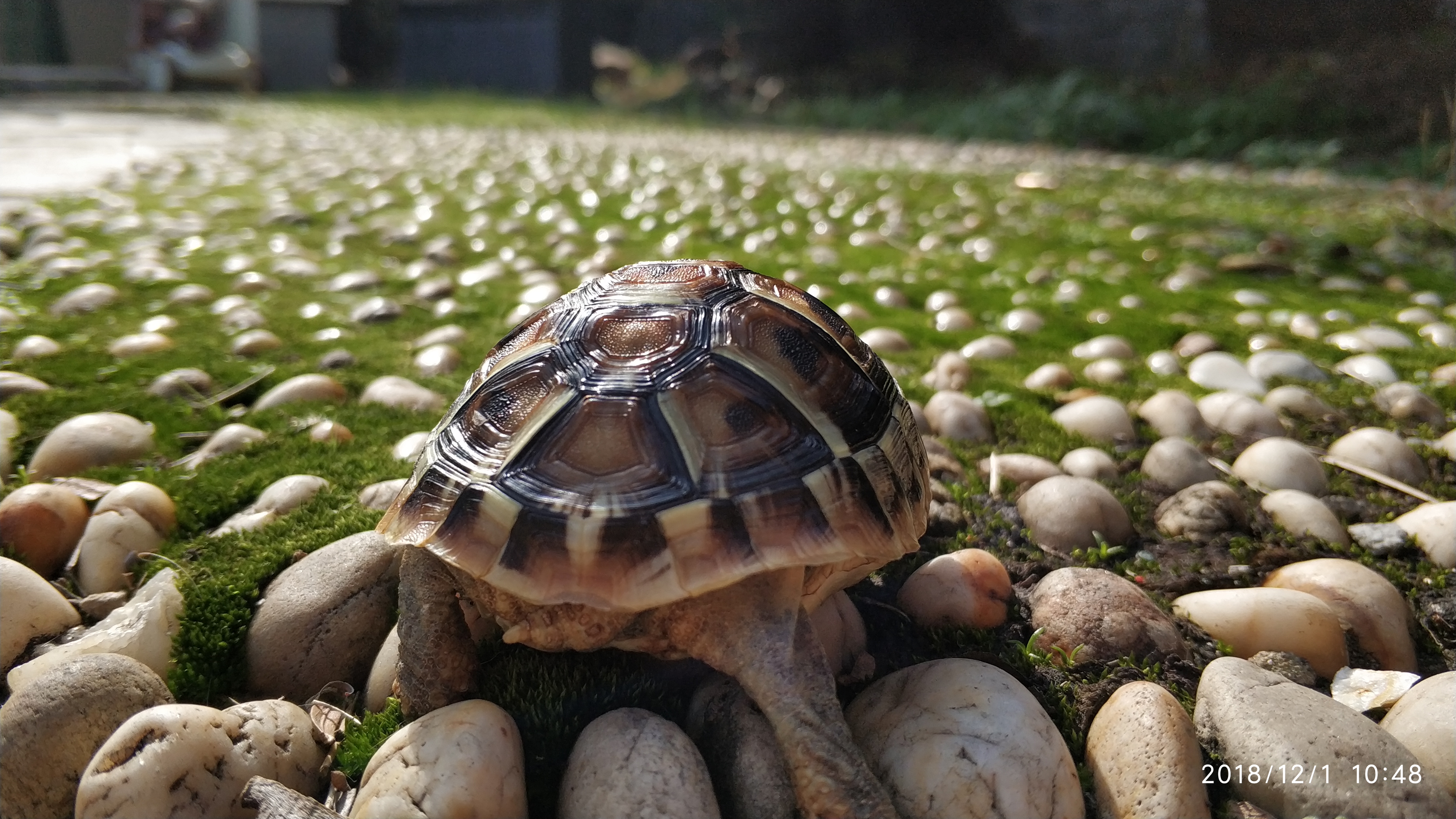 陆龟冬眠的最佳方法,冬眠的龟怎么让它苏醒