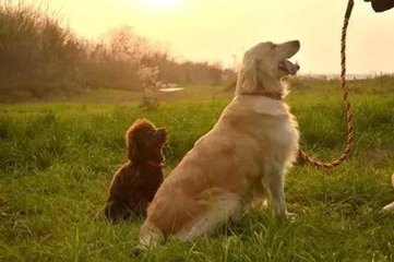 西宁市办理狗证条件,西宁市宠物狗证
