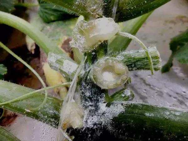 蔬菜细菌病害有哪些药,植物真菌细菌病害用什么药