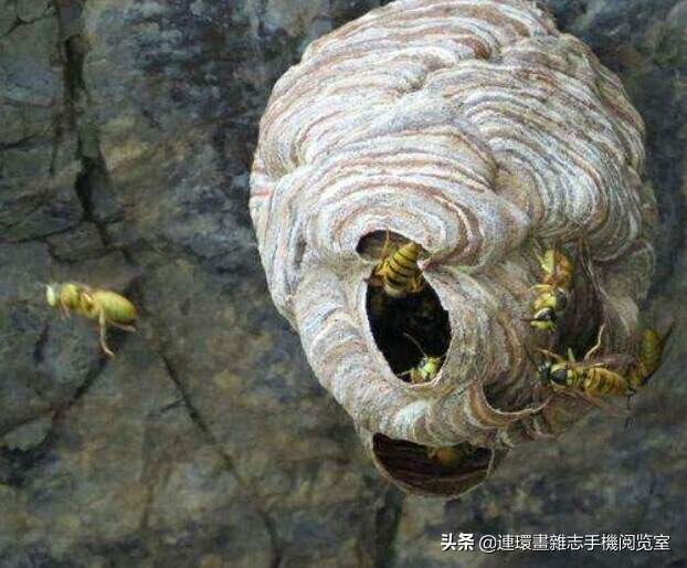 各式蜂巢,各种各样的蜂窝