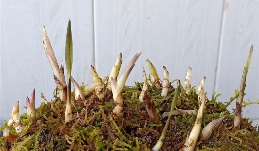 兰花老芦头处理的整套方法，处理得当老头发新苗！