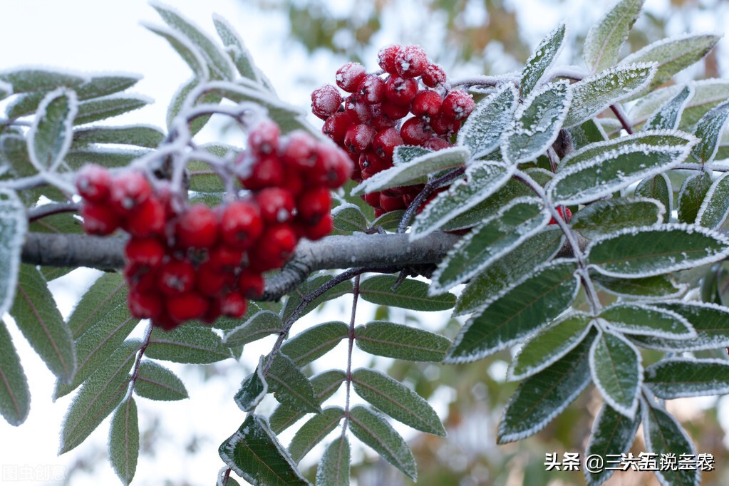 今年重阳节晴预示明年是涝还是旱,今天重阳节天气晴朗代表什么