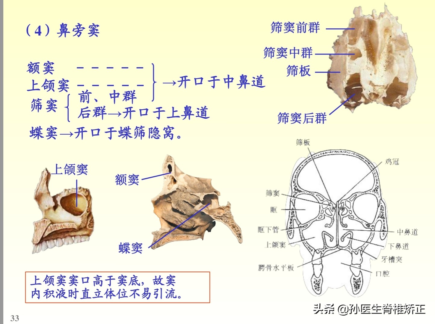 解剖学基础ppt完整版,人体系统解剖学ppt完整版