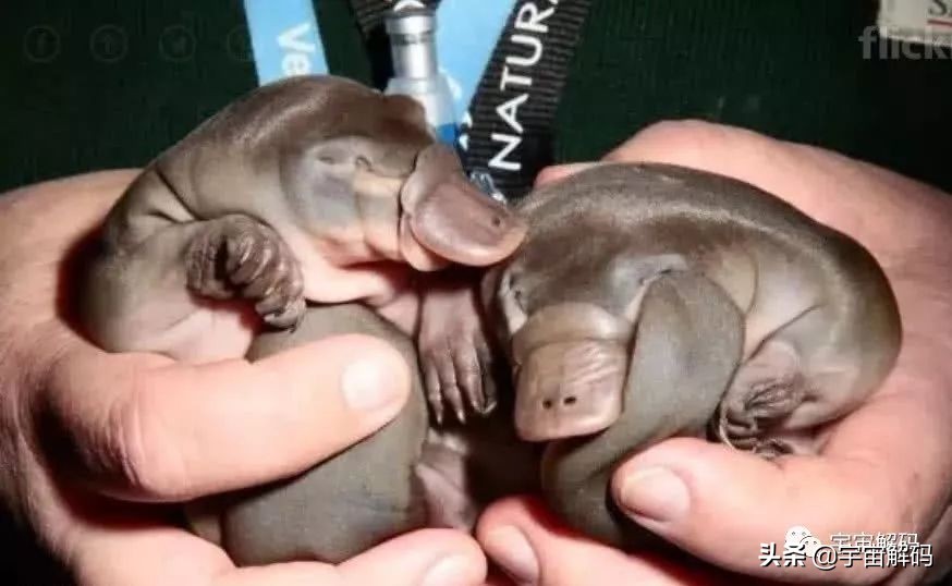 20张动物照片,宝宝萌照动物图片