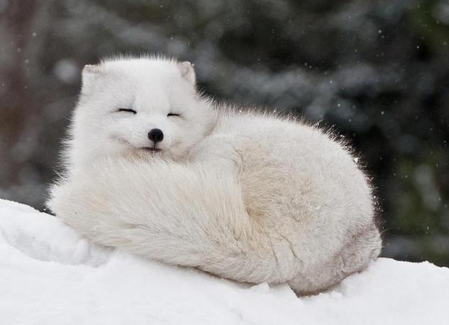 跳水你见过，跳雪你见过吗？北极狐头也太铁