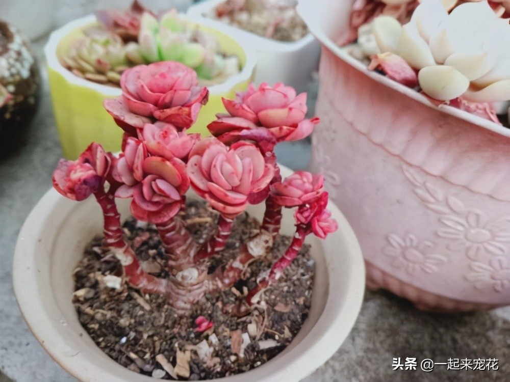 秀妍夏天可以露养吗,秀妍怎么养