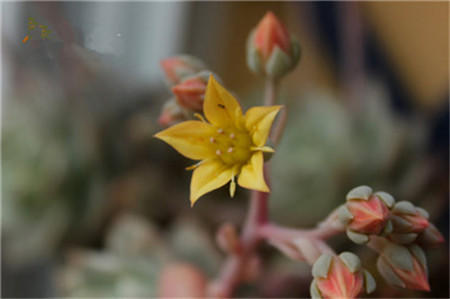 多肉植物为什么不能长大,多肉开花不结果是什么原因